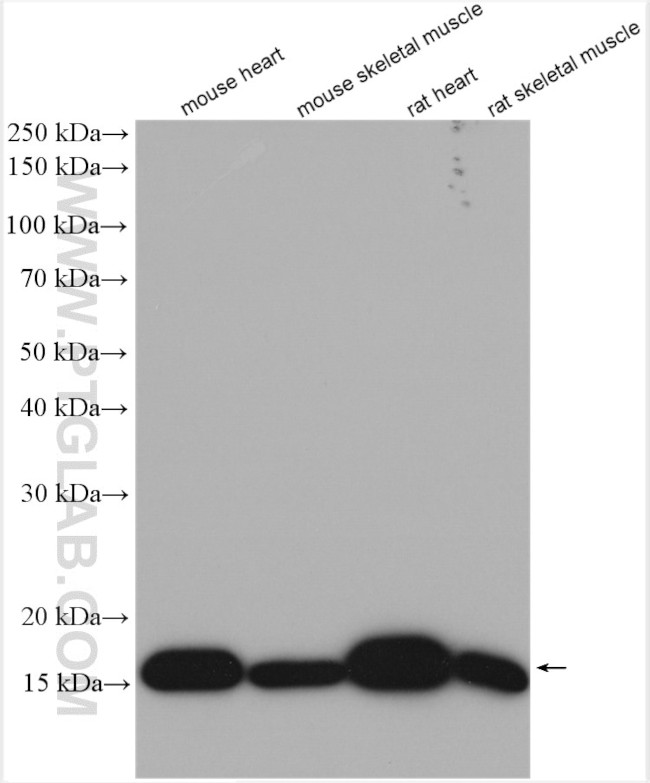 Myoglobin Antibody in Western Blot (WB)