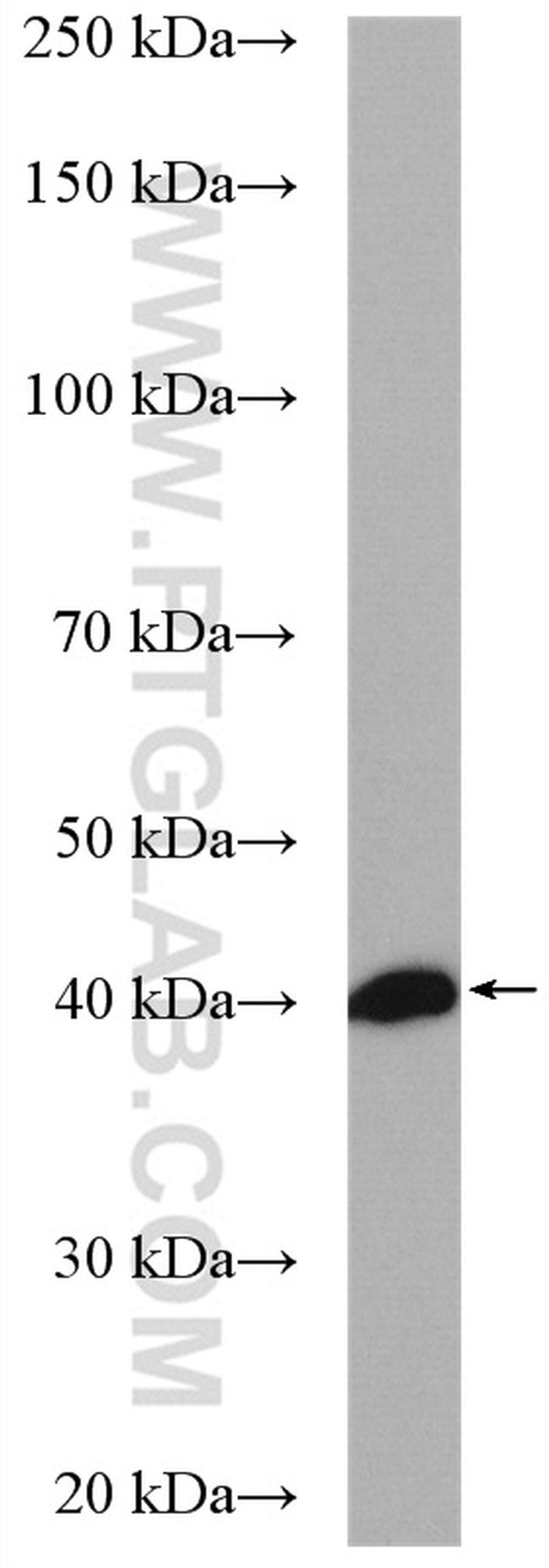 PDCL Antibody in Western Blot (WB)