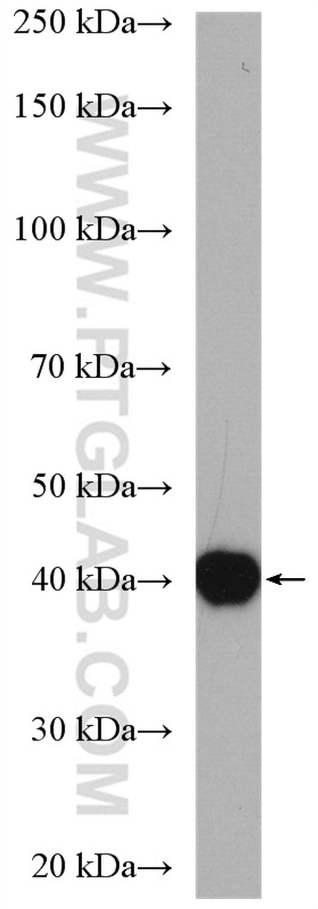 PDCL Antibody in Western Blot (WB)