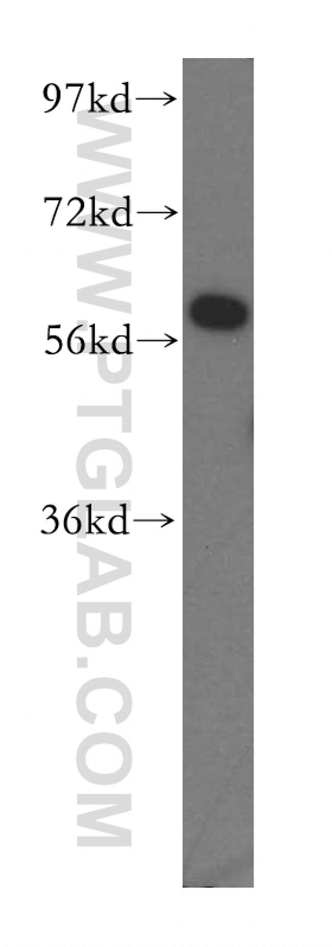 NMD3 Antibody in Western Blot (WB)