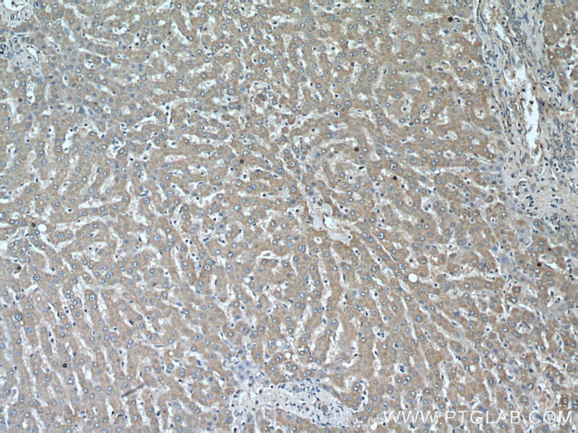 CYP39A1 Antibody in Immunohistochemistry (Paraffin) (IHC (P))