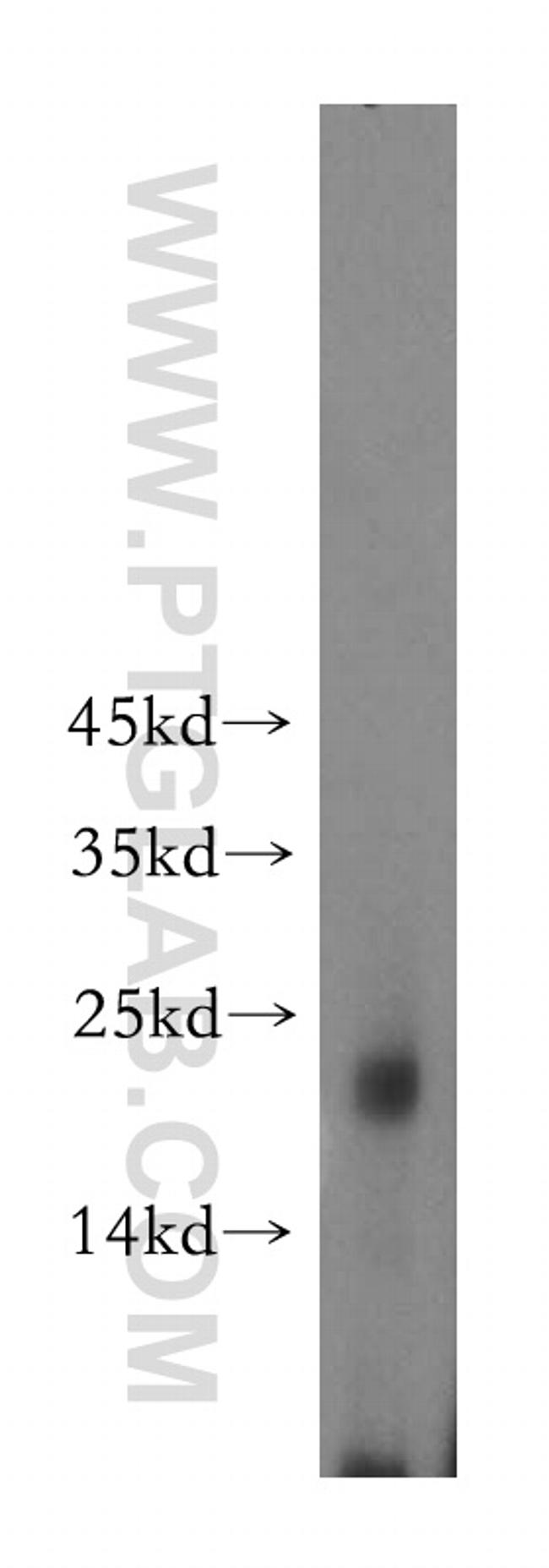 DNAJC15 Antibody in Western Blot (WB)