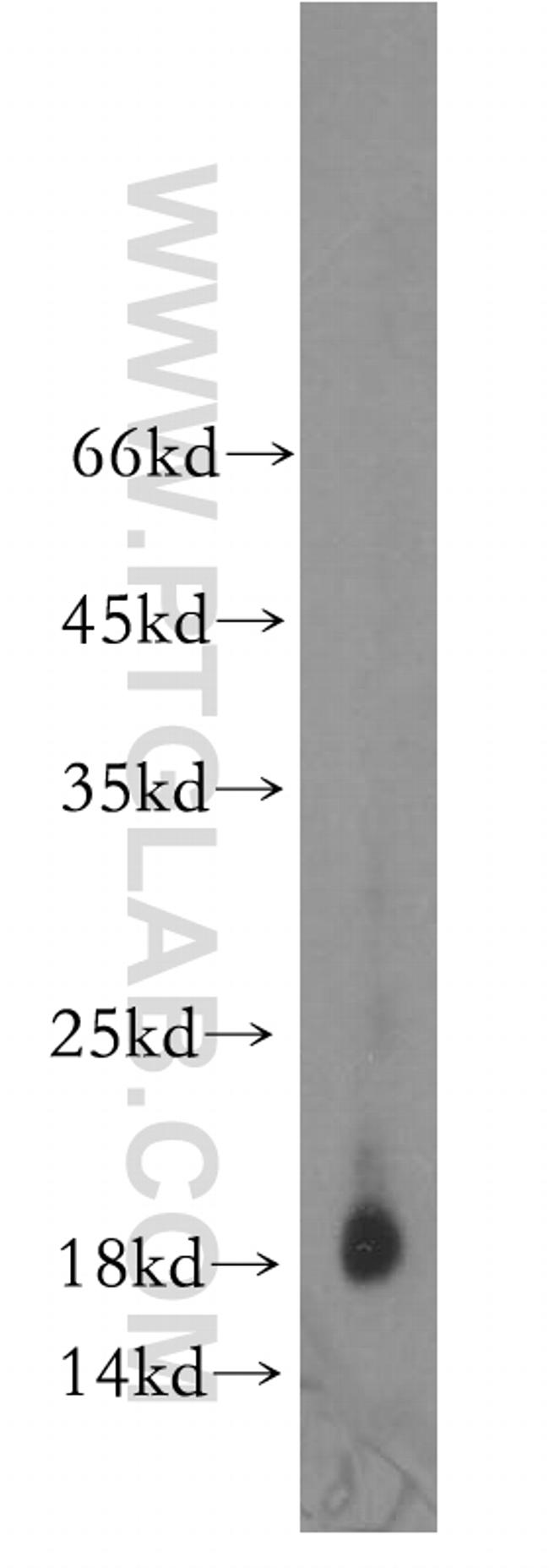 DNAJC15 Antibody in Western Blot (WB)