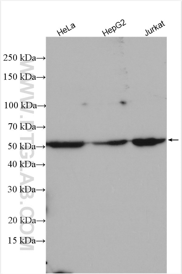 TrpRS Antibody in Western Blot (WB)