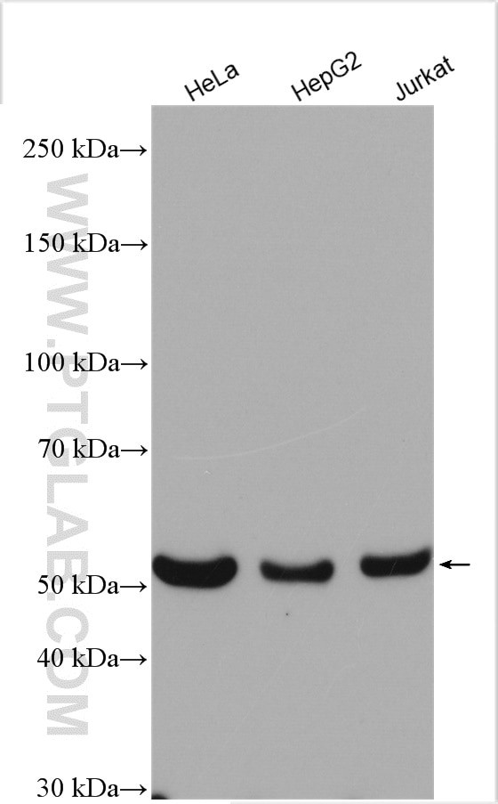 TrpRS Antibody in Western Blot (WB)