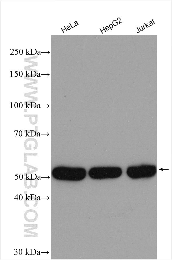 TrpRS Antibody in Western Blot (WB)