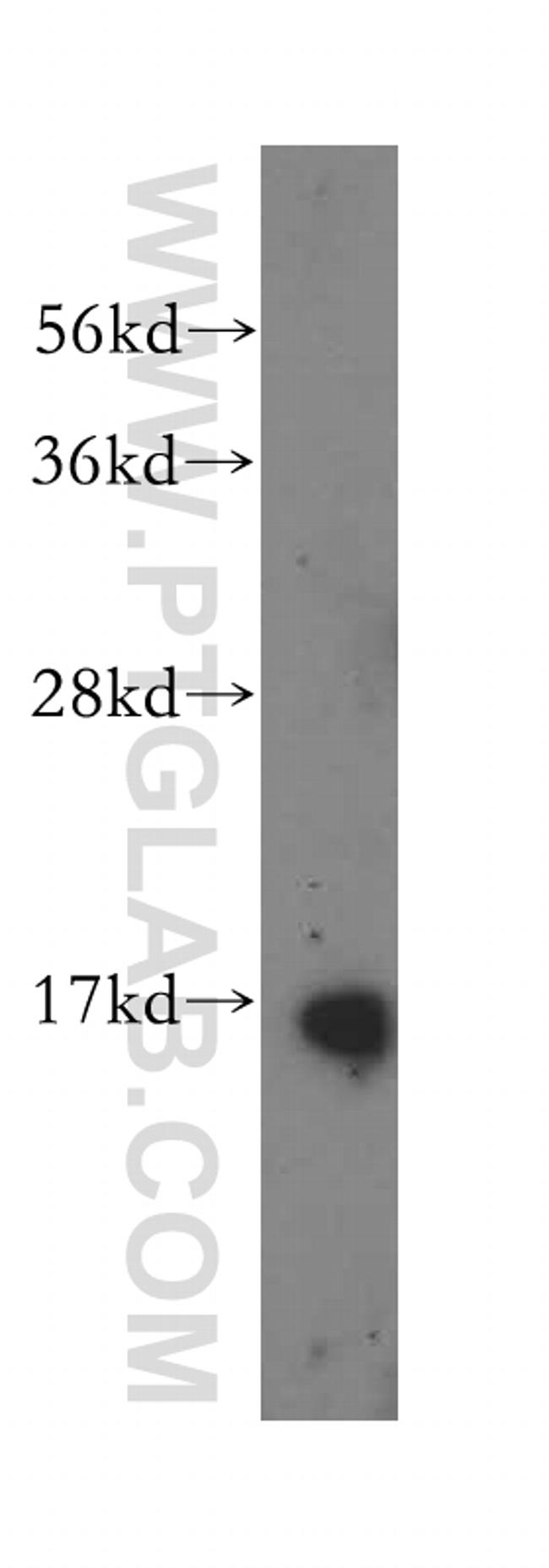 POLR2D Antibody in Western Blot (WB)