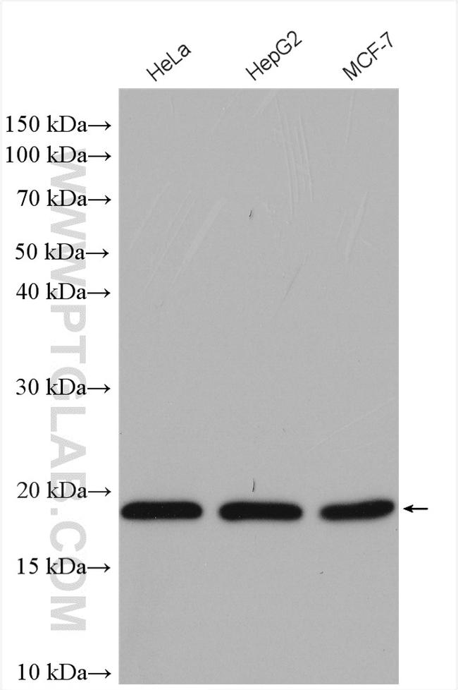 POLR2D Antibody in Western Blot (WB)