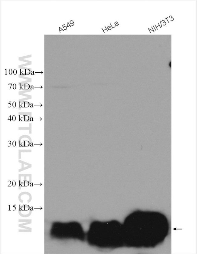 S100A4 Antibody in Western Blot (WB)