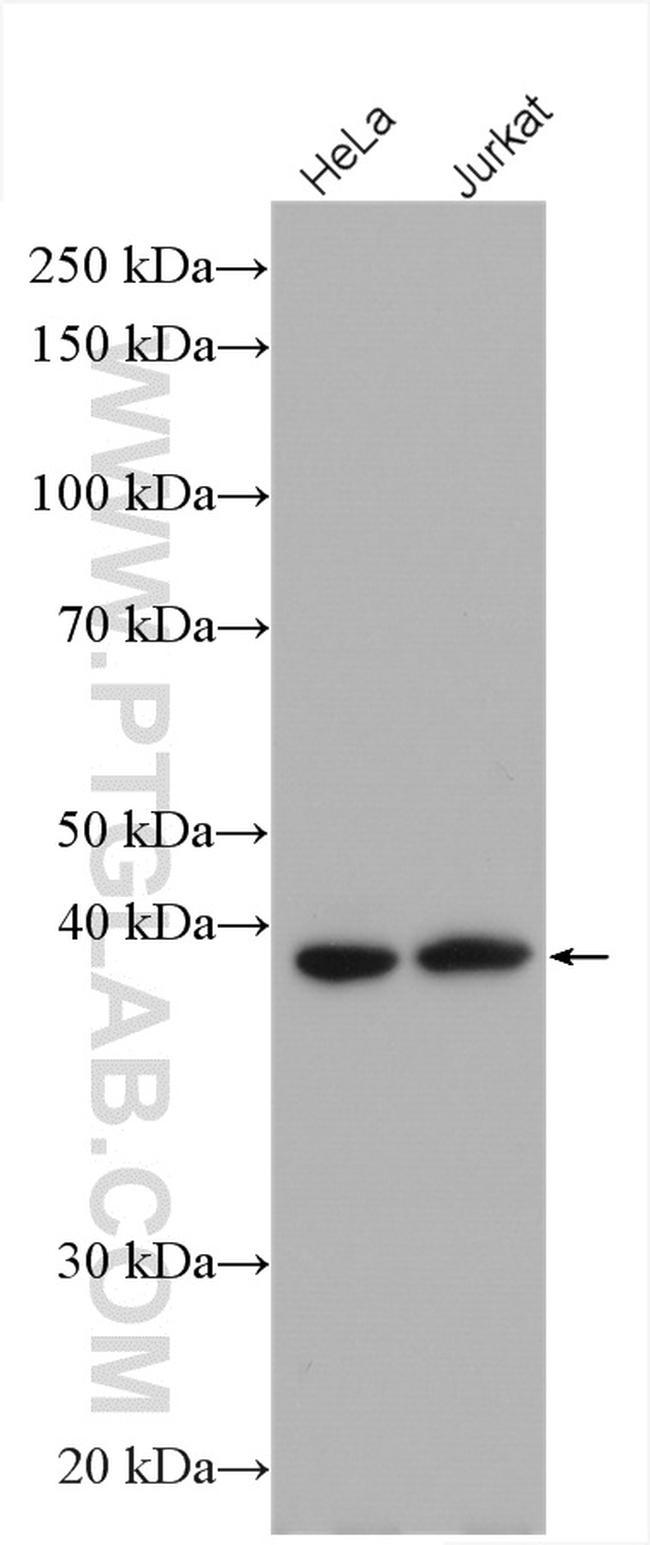 PBK Antibody in Western Blot (WB)