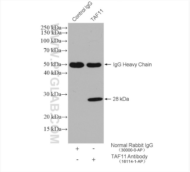 TAF11 Antibody in Immunoprecipitation (IP)