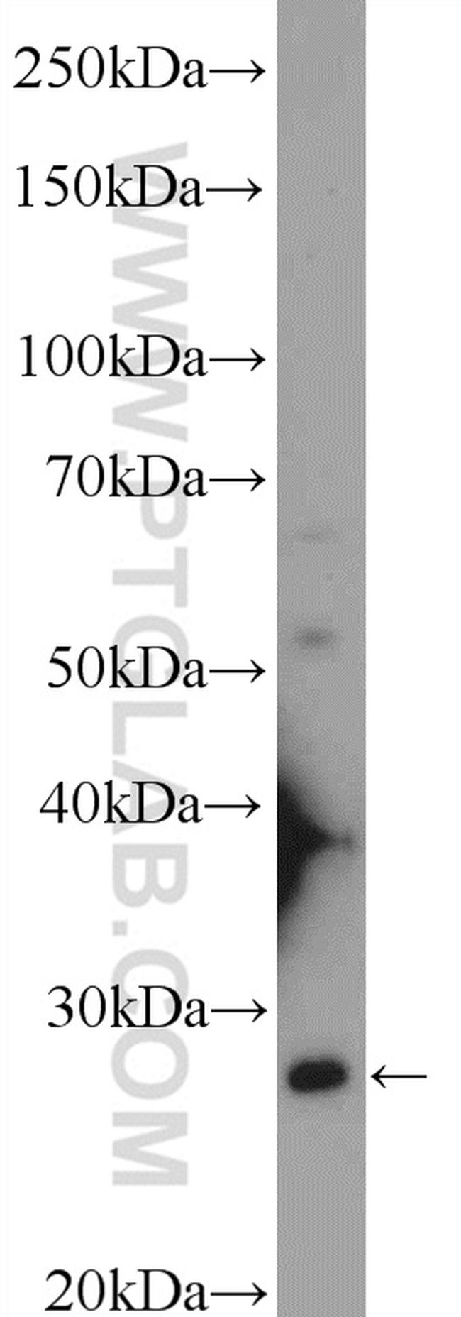 TAF11 Antibody in Western Blot (WB)