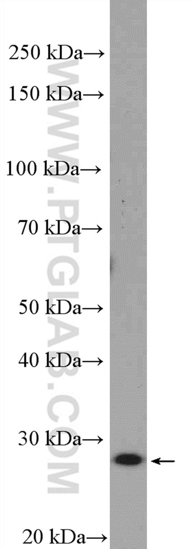 TAF11 Antibody in Western Blot (WB)