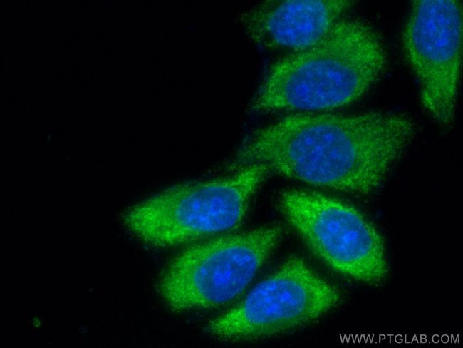 EIF4A2 Antibody in Immunocytochemistry (ICC/IF)