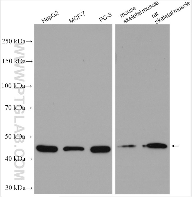 EIF4A2 Antibody in Western Blot (WB)