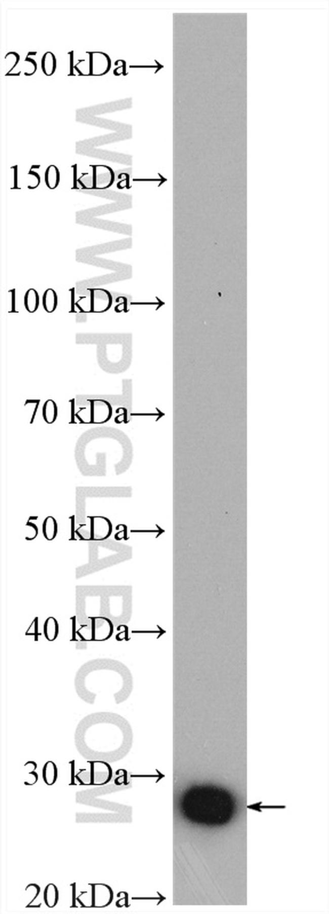 ARHGDIB Antibody in Western Blot (WB)