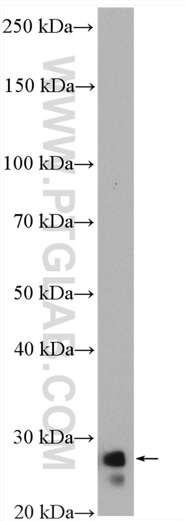 ARHGDIB Antibody in Western Blot (WB)