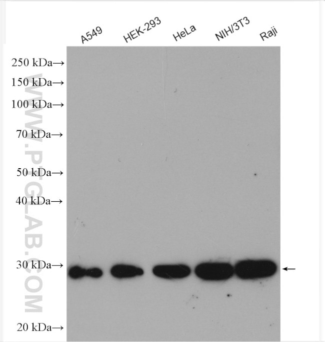 PGAM1 Antibody in Western Blot (WB)