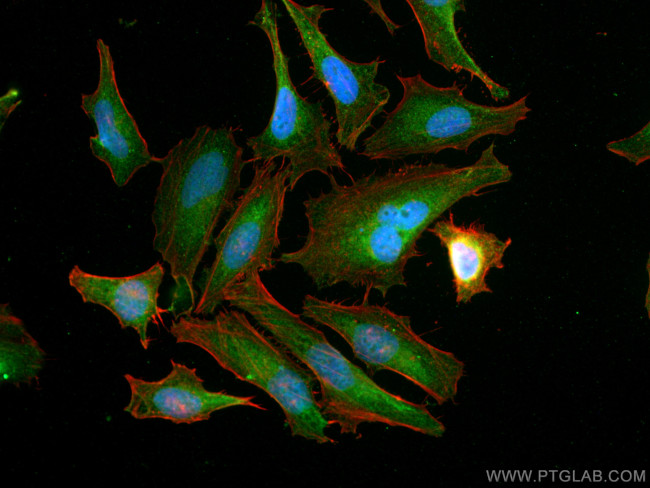 NXN Antibody in Immunocytochemistry (ICC/IF)