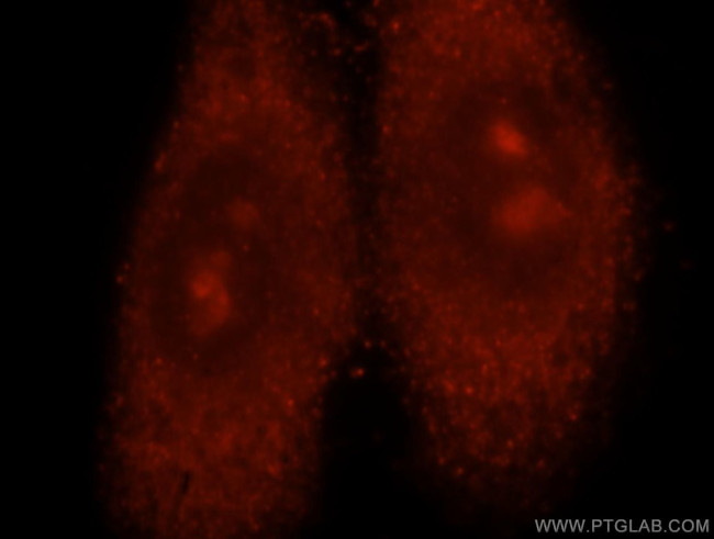 NXN Antibody in Immunocytochemistry (ICC/IF)