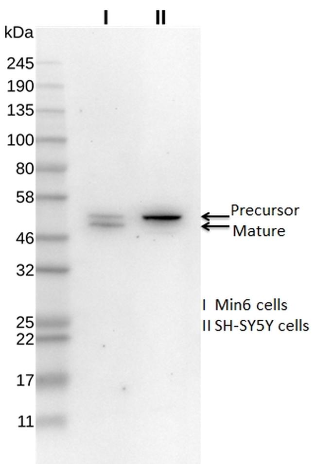 NXN Antibody in Western Blot (WB)