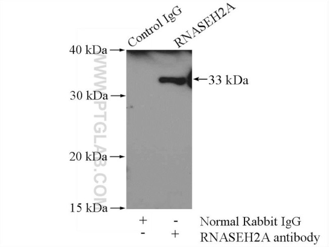 RNASEH2A Antibody in Immunoprecipitation (IP)