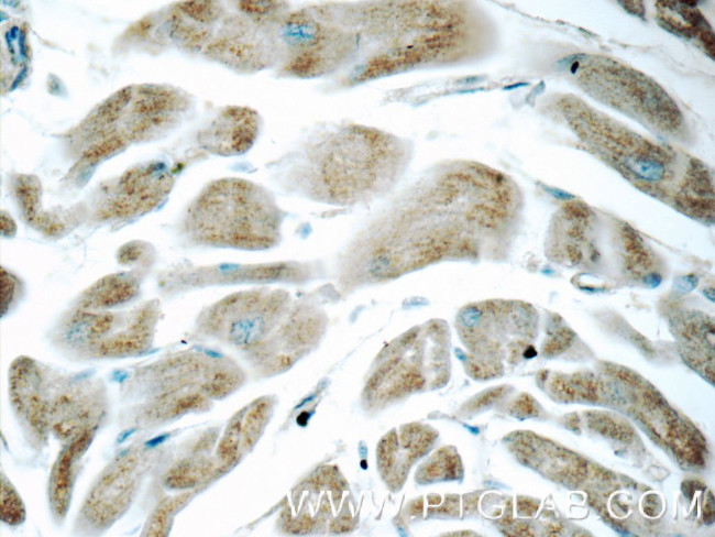 ITPA Antibody in Immunohistochemistry (Paraffin) (IHC (P))