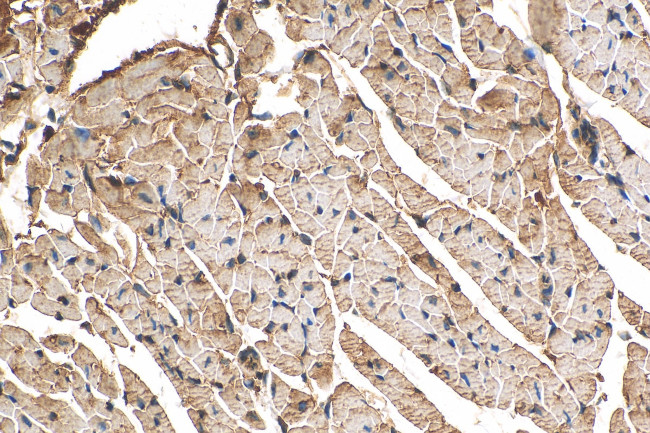 ITPA Antibody in Immunohistochemistry (Paraffin) (IHC (P))