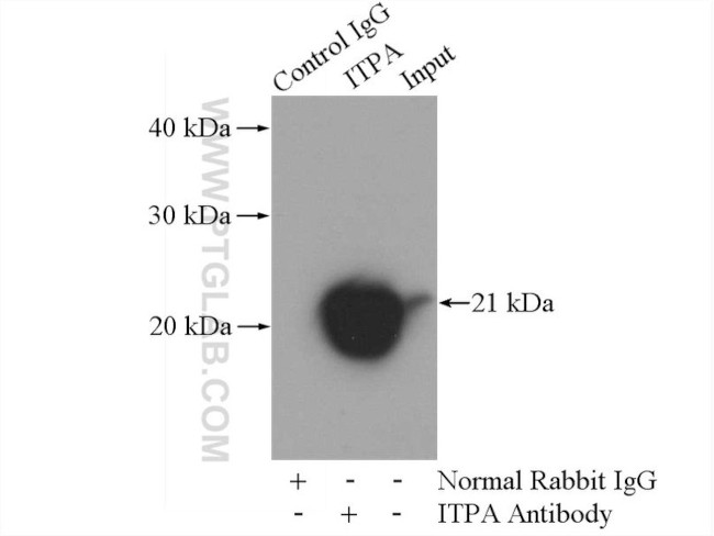 ITPA Antibody in Immunoprecipitation (IP)