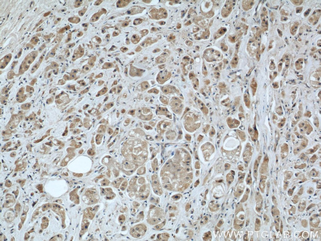 MRPS18B Antibody in Immunohistochemistry (Paraffin) (IHC (P))