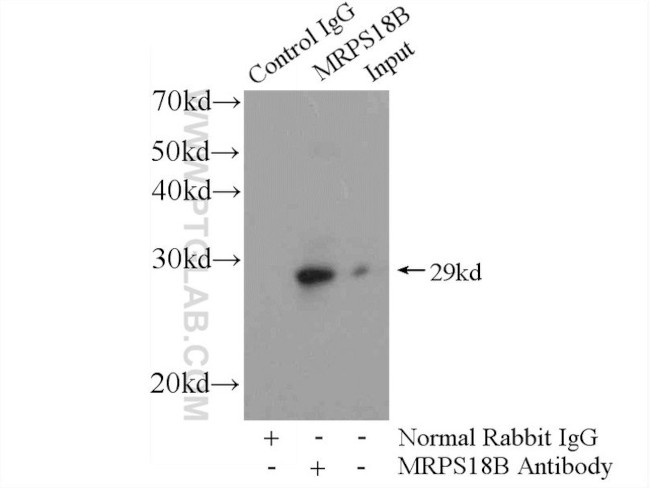 MRPS18B Antibody in Immunoprecipitation (IP)