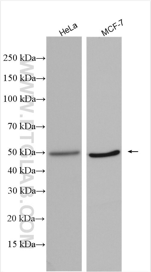 POLR1E Antibody in Western Blot (WB)