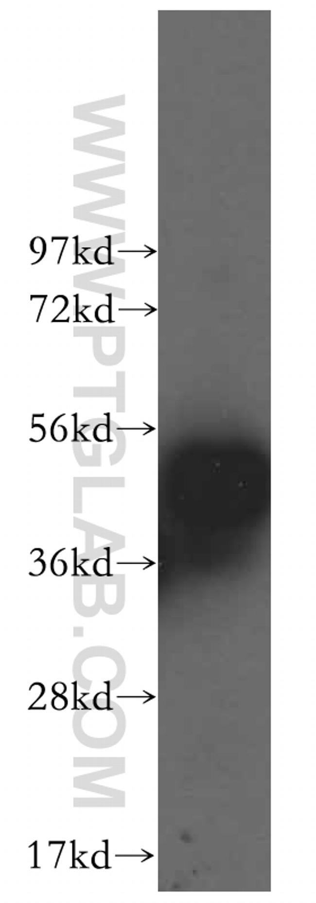 POLR1E Antibody in Western Blot (WB)