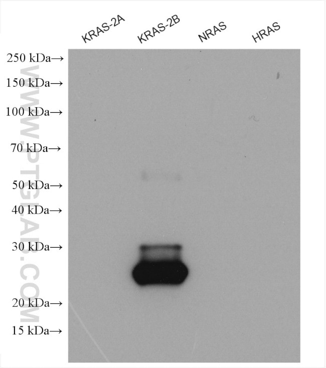 KRAS-2B Antibody in Western Blot (WB)