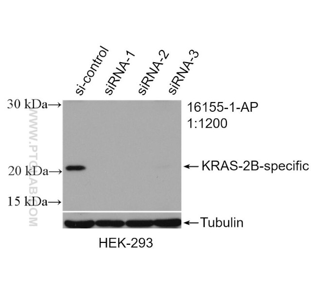 KRAS-2B Antibody in Western Blot (WB)