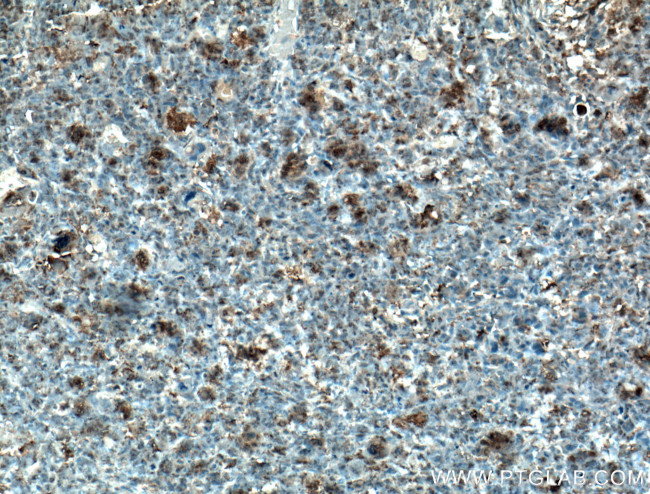 Osteocalcin Antibody in Immunohistochemistry (Paraffin) (IHC (P))