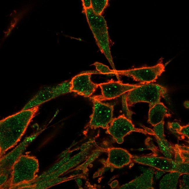 DAXX Antibody in Immunocytochemistry (ICC/IF)