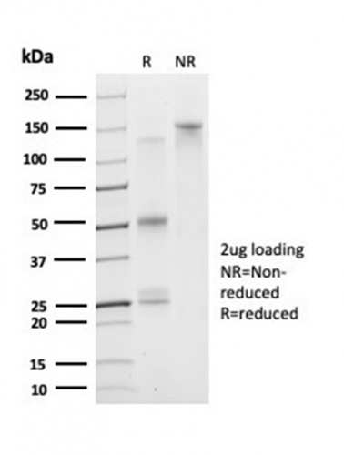 DAXX (Transcriptional Corepressor) Antibody in SDS-PAGE (SDS-PAGE)