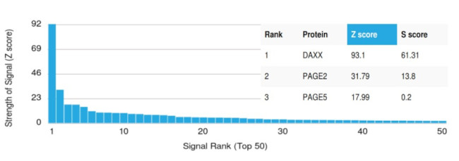 DAXX (Transcriptional Corepressor) Antibody in Peptide array (ARRAY)