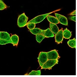 DAXX (Transcriptional Corepressor) Antibody in Immunocytochemistry (ICC/IF)