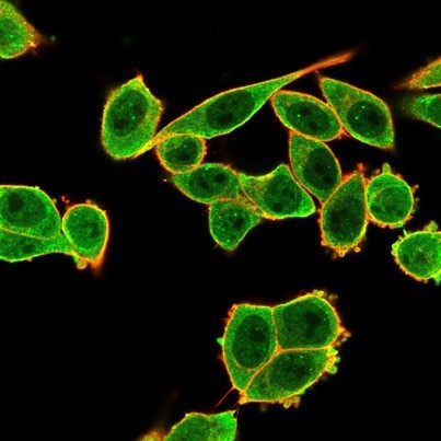 DAXX (Transcriptional Corepressor) Antibody in Immunocytochemistry (ICC/IF)