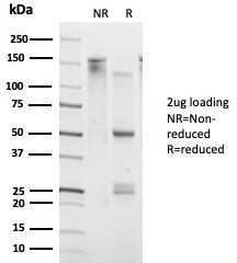 DAXX (Transcriptional Corepressor) Antibody in SDS-PAGE (SDS-PAGE)