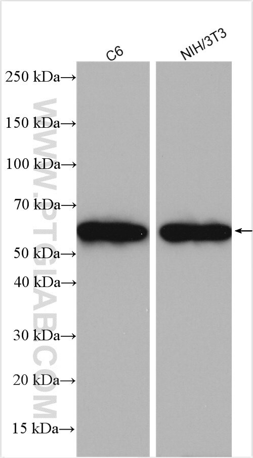 PSEN2 Antibody in Western Blot (WB)