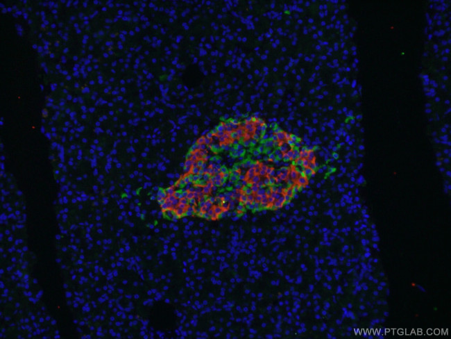 SLC30A8/ZNT8 Antibody in Immunohistochemistry (PFA fixed) (IHC (PFA))