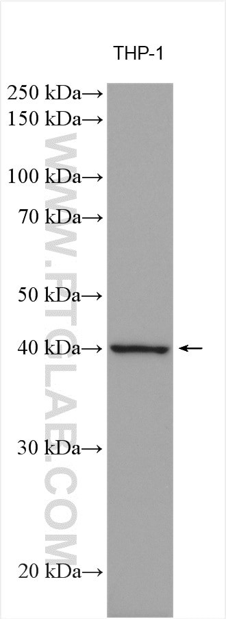 FcRn Antibody in Western Blot (WB)