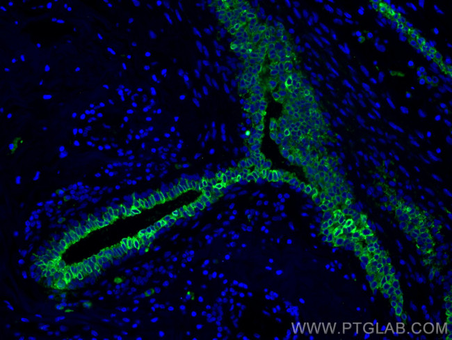 Claudin 4 Antibody in Immunohistochemistry (PFA fixed) (IHC (PFA))