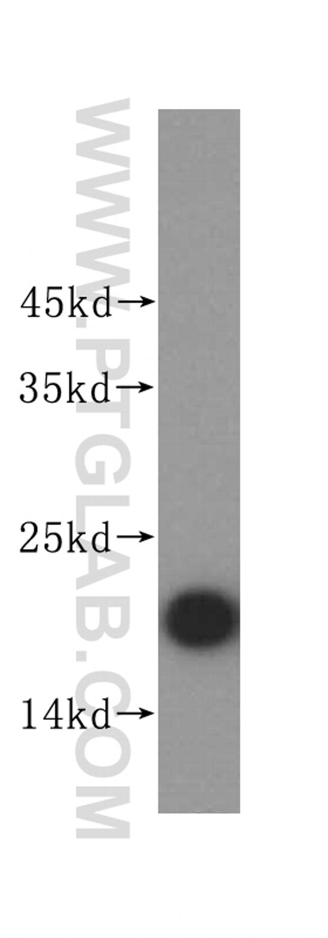 Claudin 4 Antibody in Western Blot (WB)