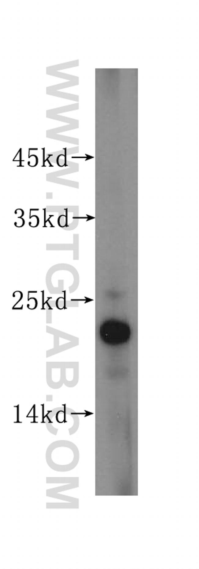 Claudin 4 Antibody in Western Blot (WB)