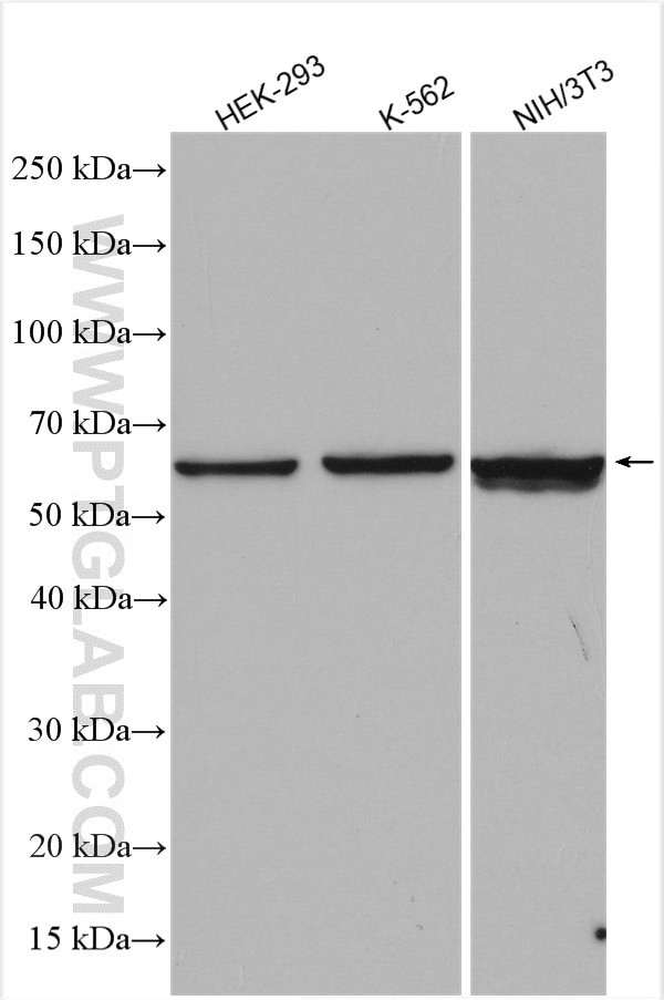 FRK Antibody in Western Blot (WB)