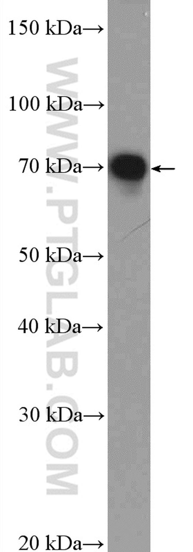 HTF9C Antibody in Western Blot (WB)